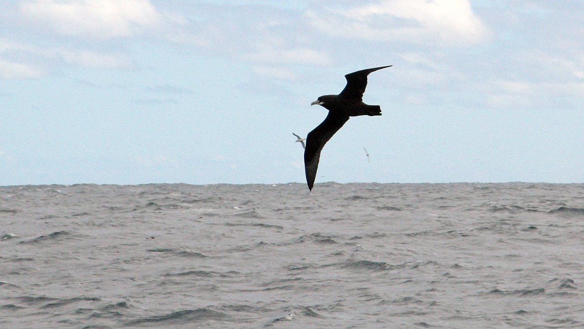 White-chinned Petrel [Procellaria aequinoctialis aequinoctialis]