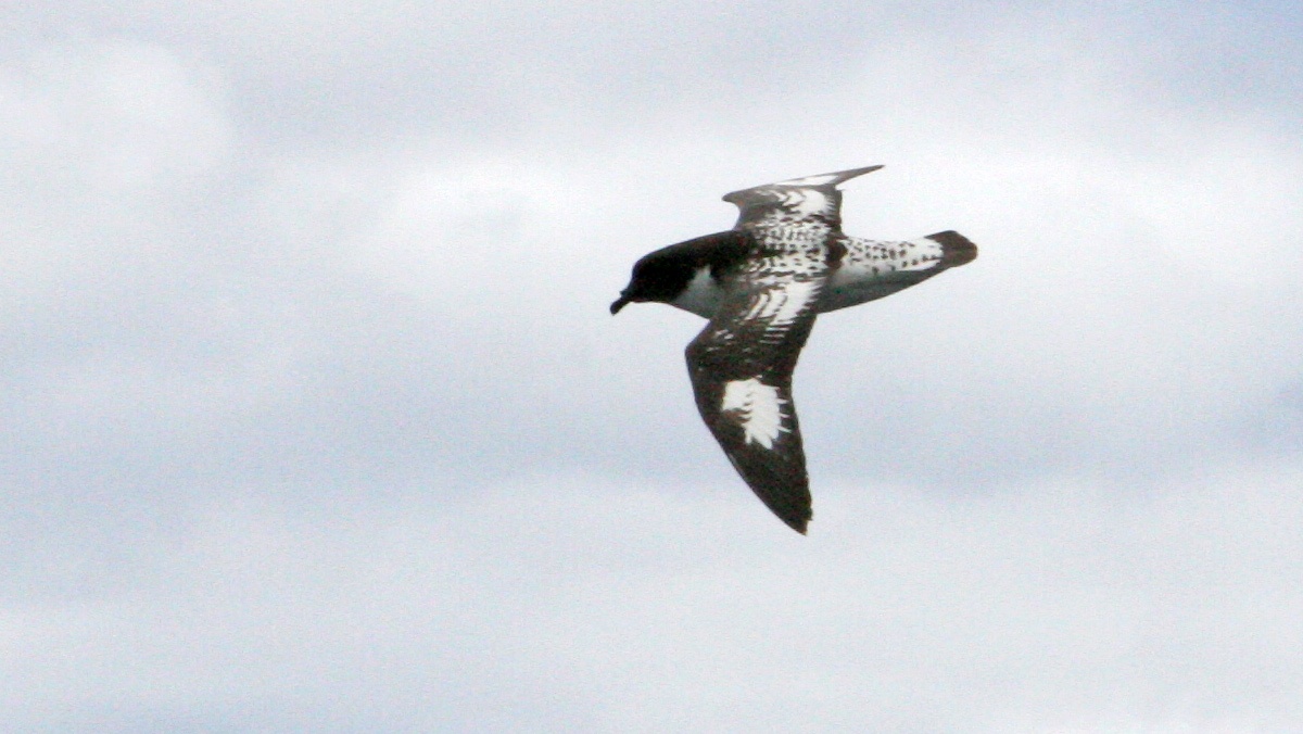 Pintado Petrel [Daption capense capense]