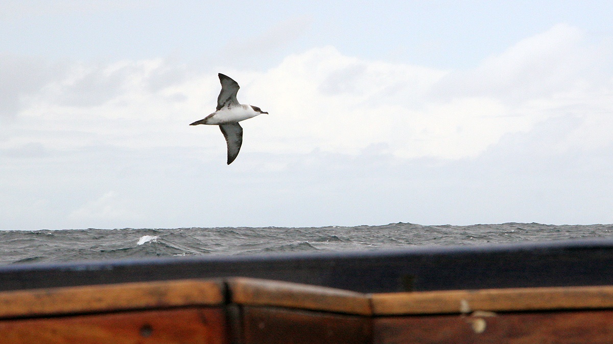 Great Shearwater [Ardenna gravis]