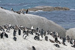 African Penguin [Spheniscus demersus] 