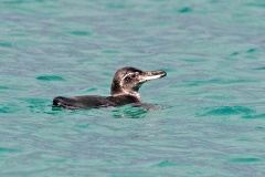 Galapagos Penguin [Spheniscus mendiculus] 