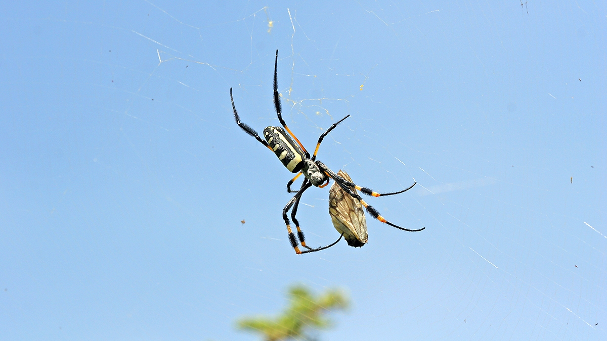 Banded-legged Golden Orb-web Spider [Nephila senegalensis]