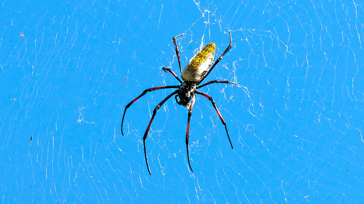 Red-legged Golden Orb-web Spider [Trichonephila inaurata madagascariensis]
