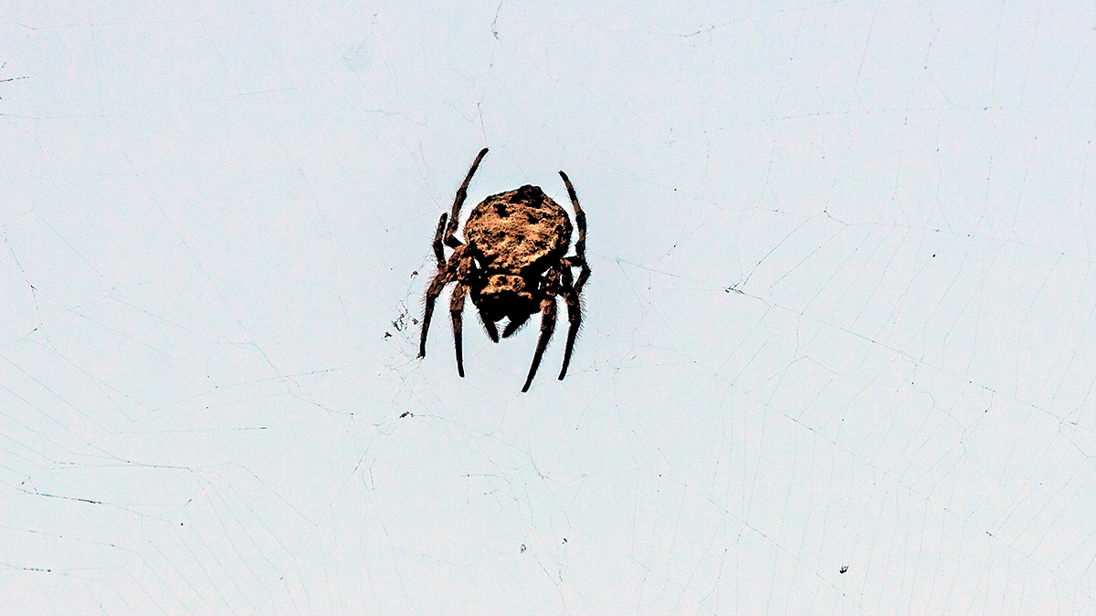 Common Bark Spider [Caerostris sexcuspidata ?]