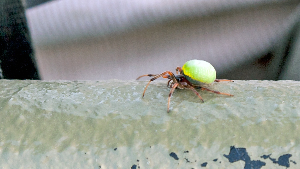 Green-pea Spider [Araneus apricus]