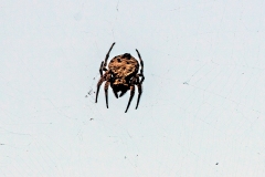 Common Bark Spider [Caerostris sexcuspidata ?]