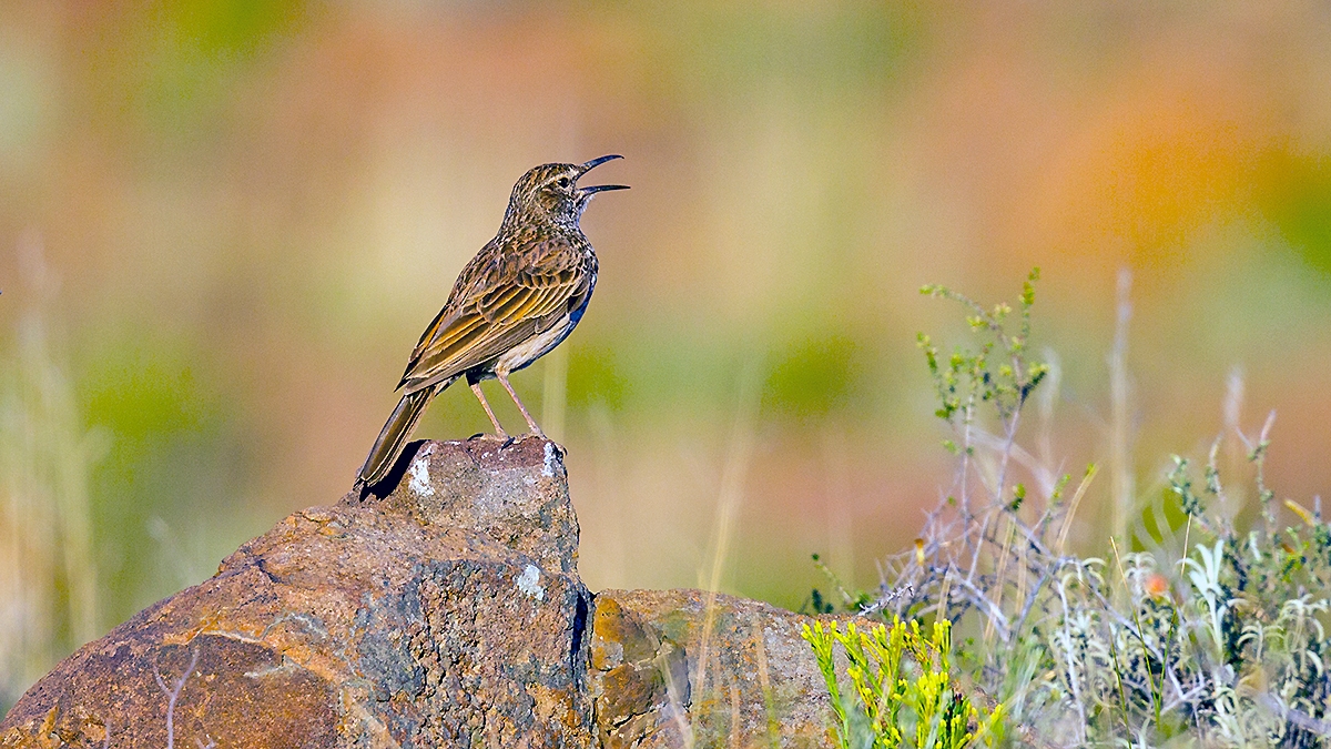 Karoo Long-billed Lark [Certhilauda subcoronata gilli]