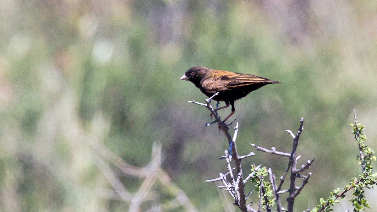Black-eared Sparrow-Lark [Eremopterix australis]