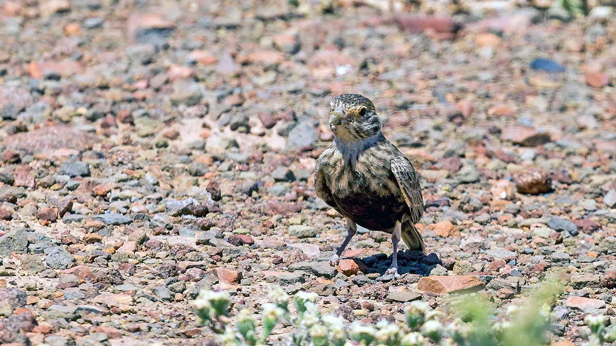 Grey-backed Sparrow-Lark [Eremopterix verticalis verticalis]