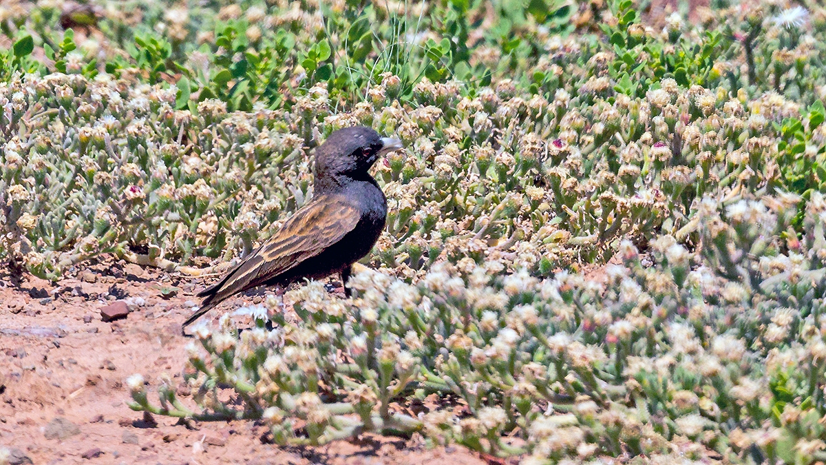 Black-eared Sparrow-Lark [Eremopterix australis]