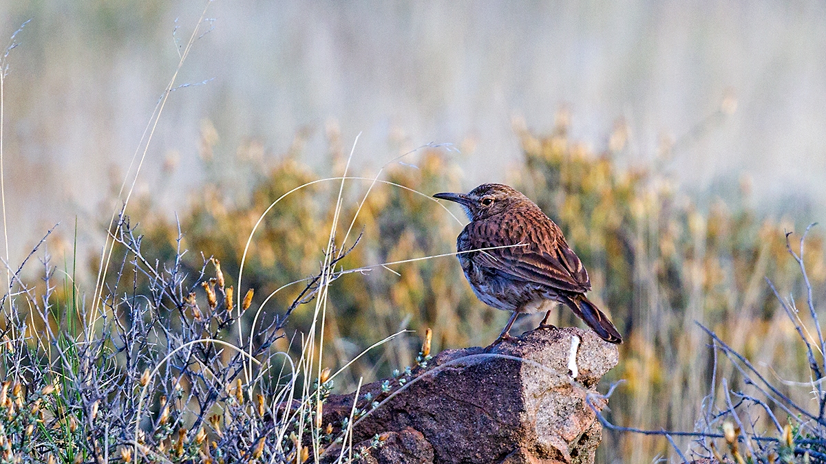 Karoo Long-billed Lark [Certhilauda subcoronata gilli]
