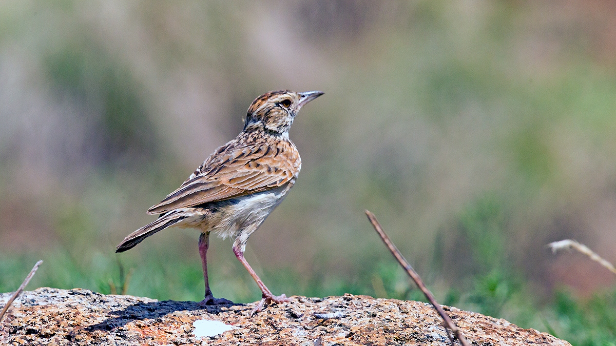 Rufous-naped Lark [Corypha africana transvaalensis]