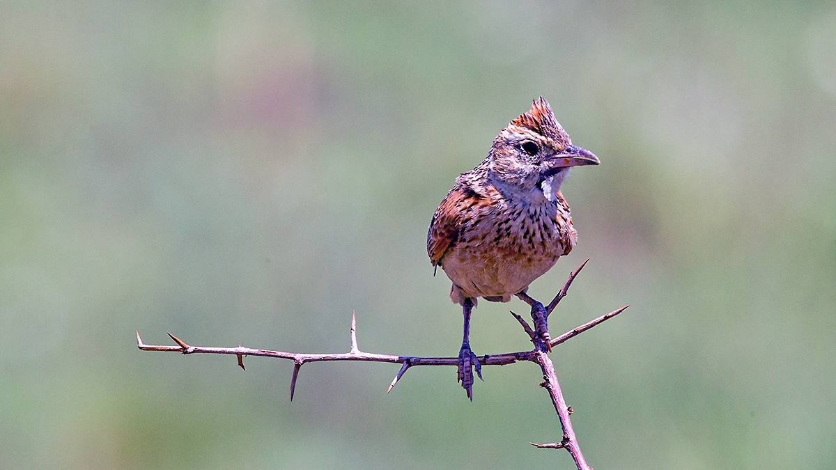 Rufous-naped Lark [Corypha africana transvaalensis]