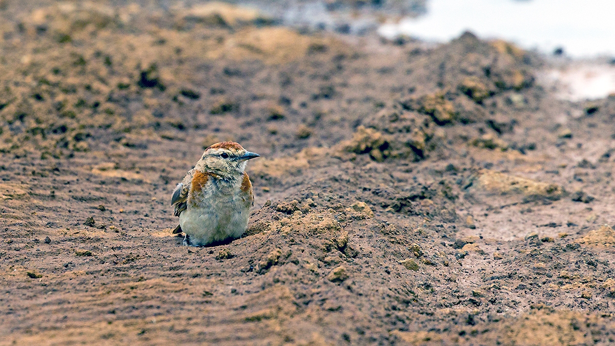 Red-capped Lark [Calandrella cinerea cinerea]