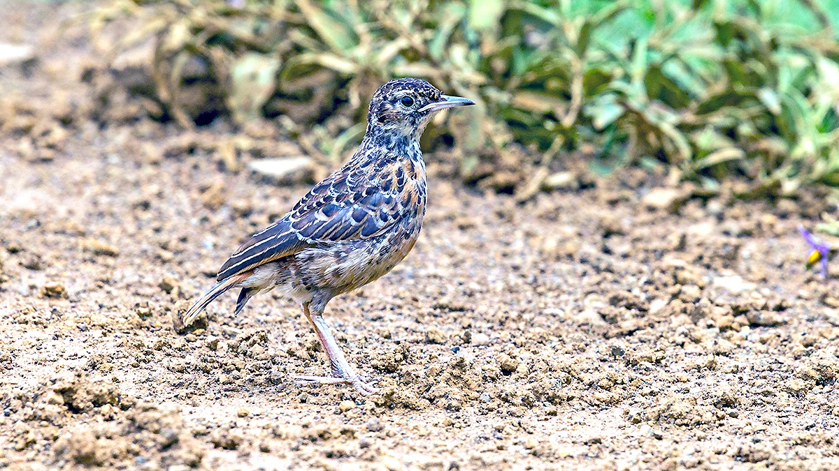 Spike-heeled Lark [Chersomanes albofasciata alticola]