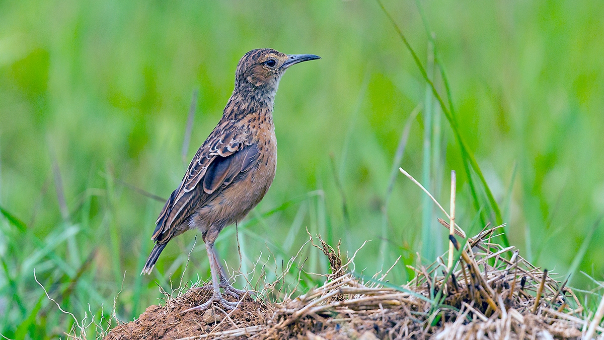 Spike-heeled Lark [Chersomanes albofasciata alticola]