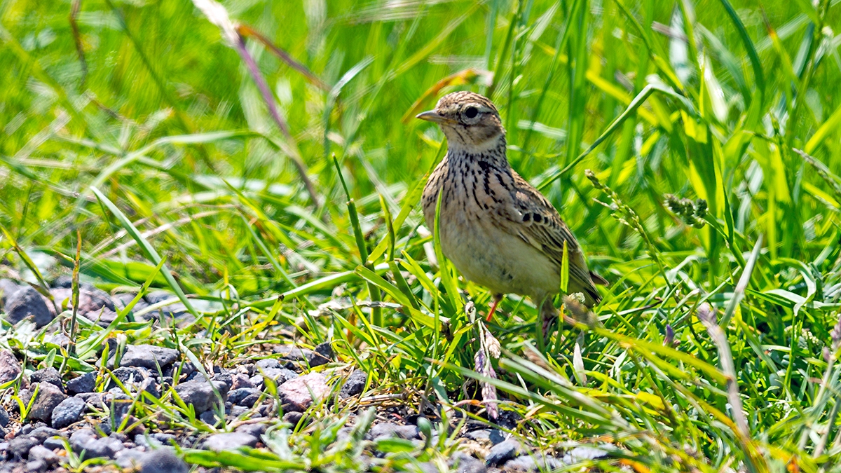 Eurasian Skylark [Alauda arvensis arvensis]