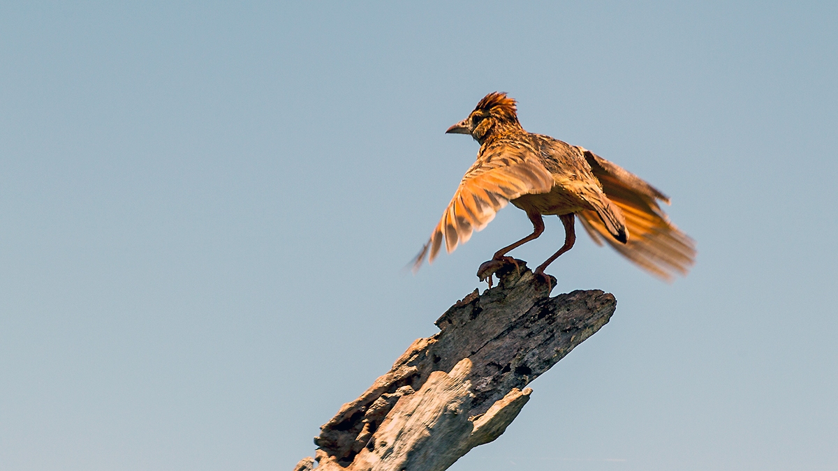 Rufous-naped Lark [Corypha africana africana]