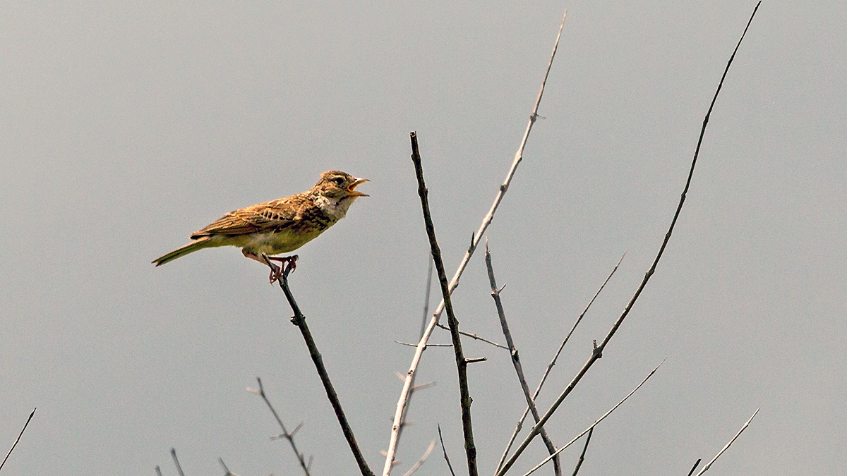 Monotonous Lark [Mirafra passerina]