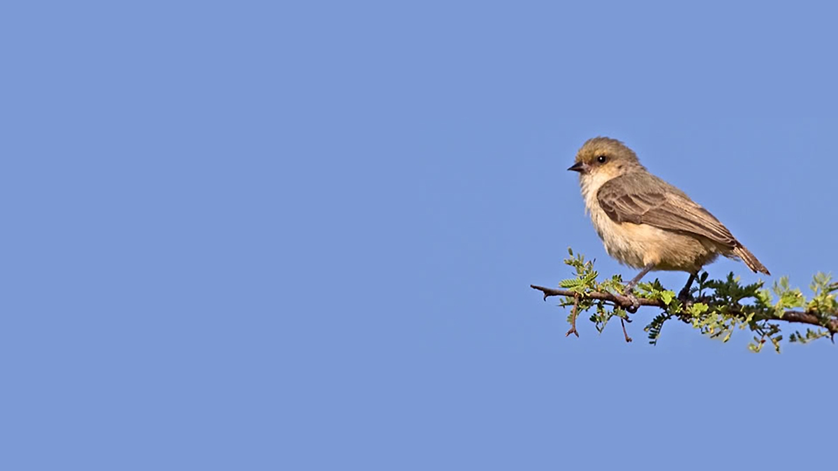 Mouse-colored Penduline Tit [Anthoscopus musculus]