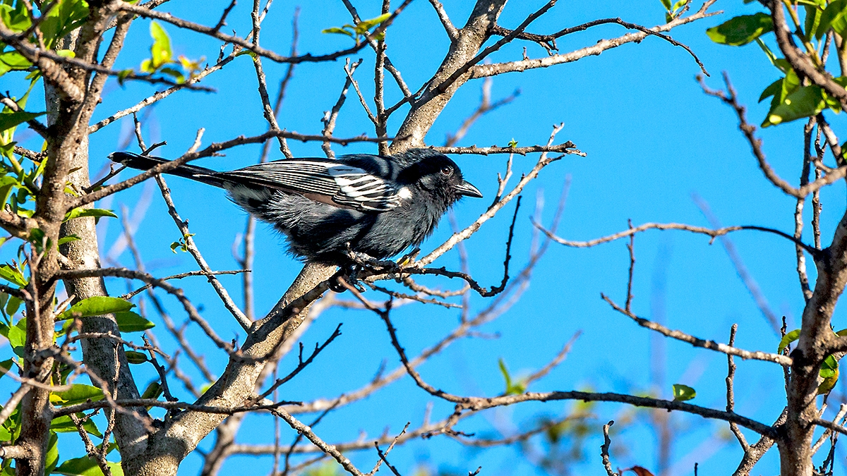 Southern Black Tit [Melaniparus niger xanthostomus]