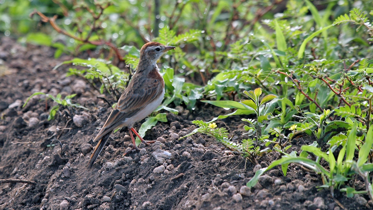 Red-capped Lark [Calandrella cinerea cinerea]