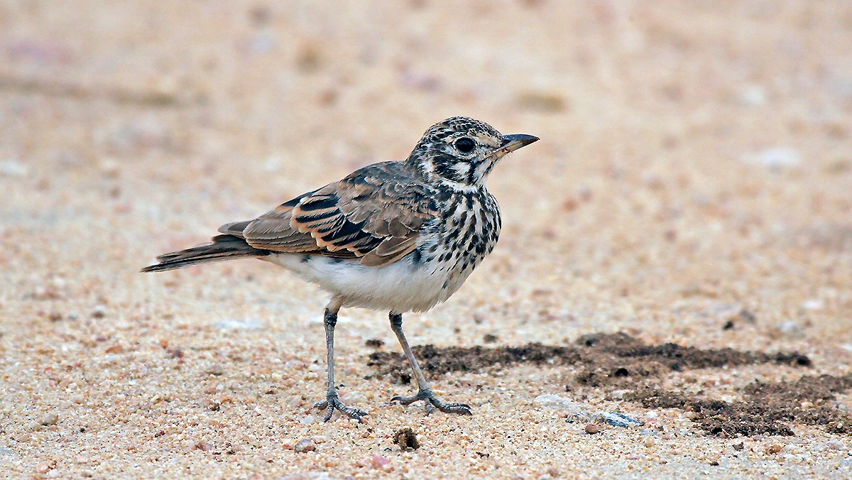 Dusky Lark [Pinarocorys nigricans nigricans]