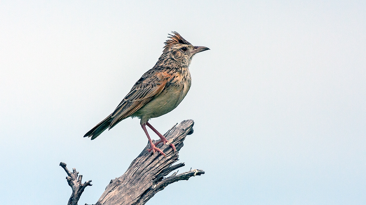 Rufous-naped Lark [Corypha africana grisescens]