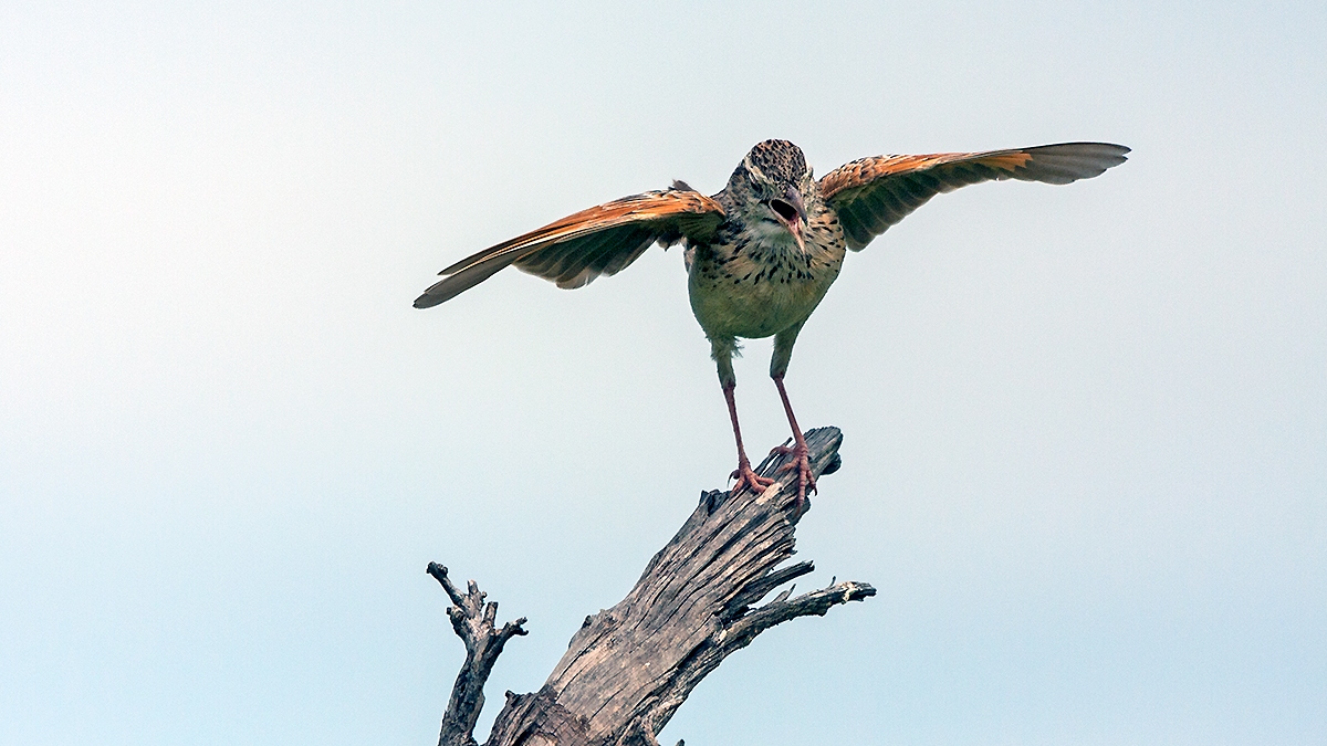 Rufous-naped Lark [Corypha africana grisescens]