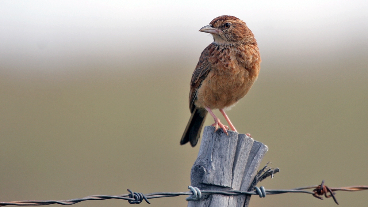 Eastern Clapper Lark [Corypha fasciolata fasciolata]