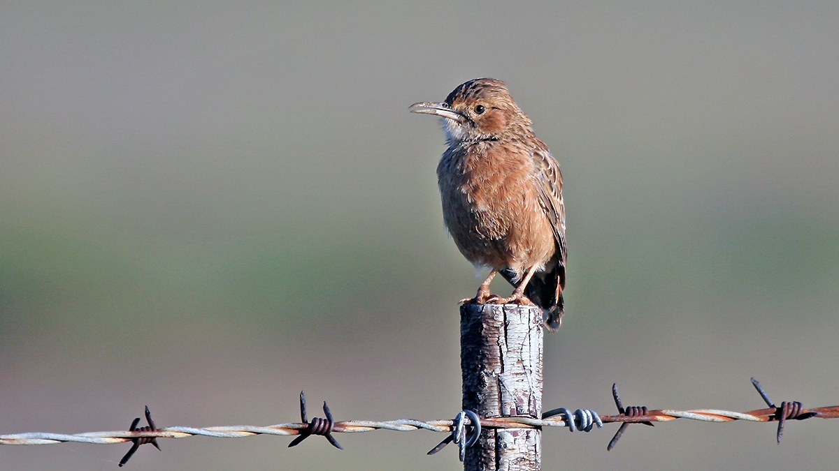 Spike-heeled Lark [Chersomanes albofasciata garrula]