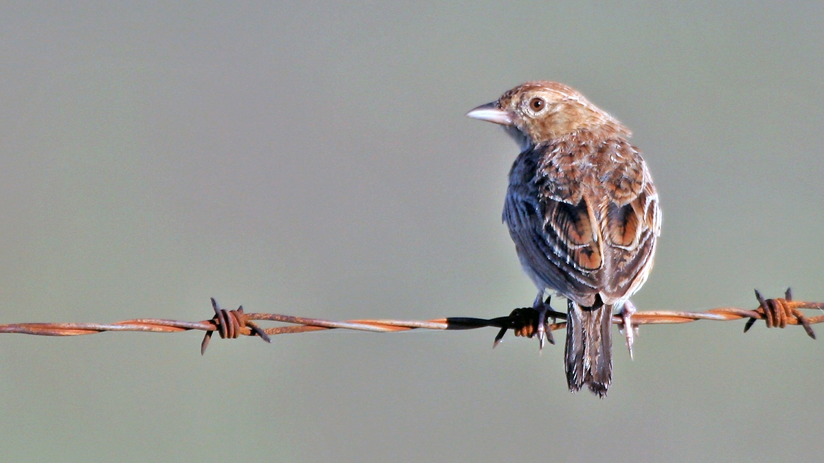 Eastern Clapper Lark [Corypha fasciolata fasciolata]