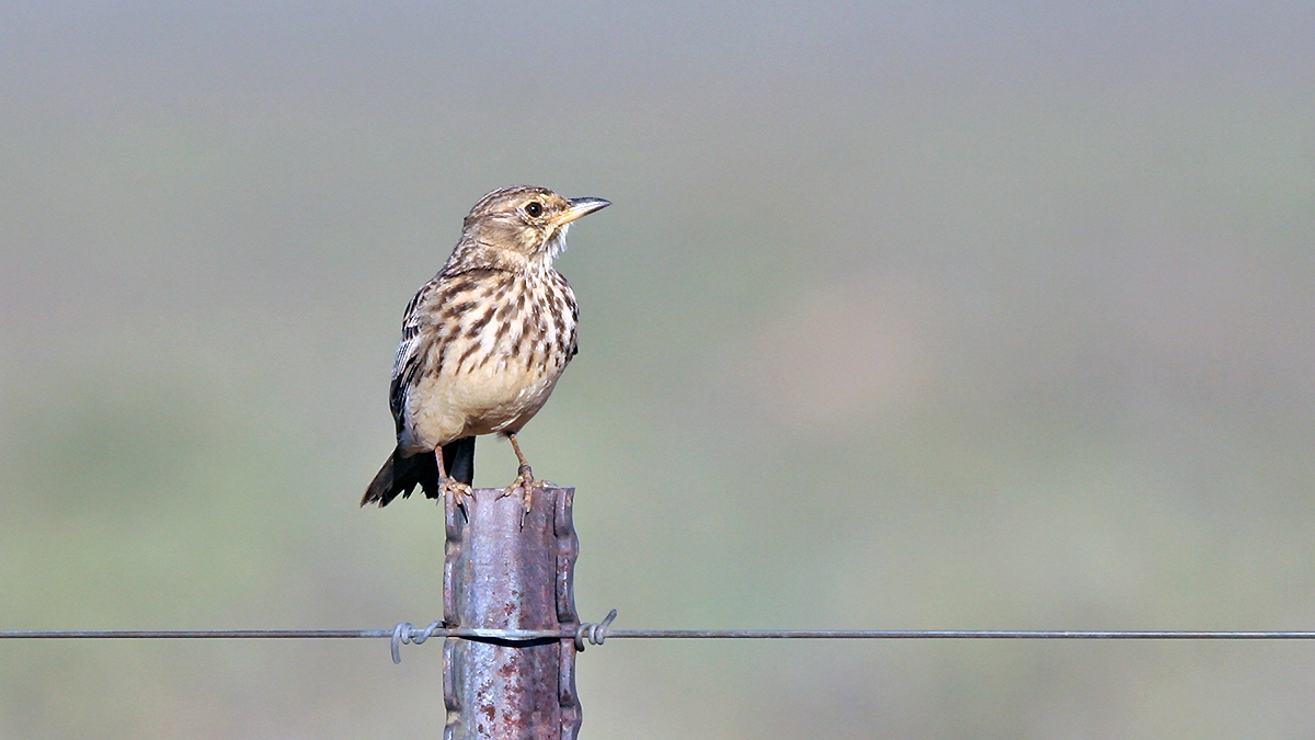 Large-billed Lark [Galerida magnirostris sedentaria]