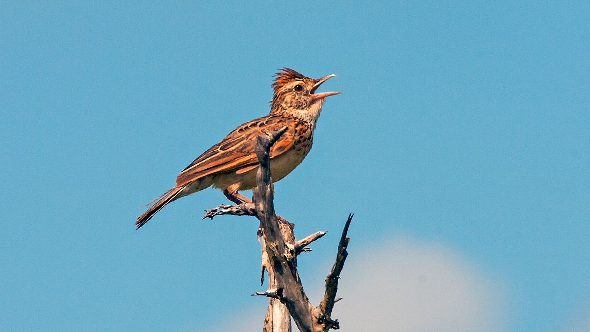 Rufous-naped Lark [Corypha africana africana]