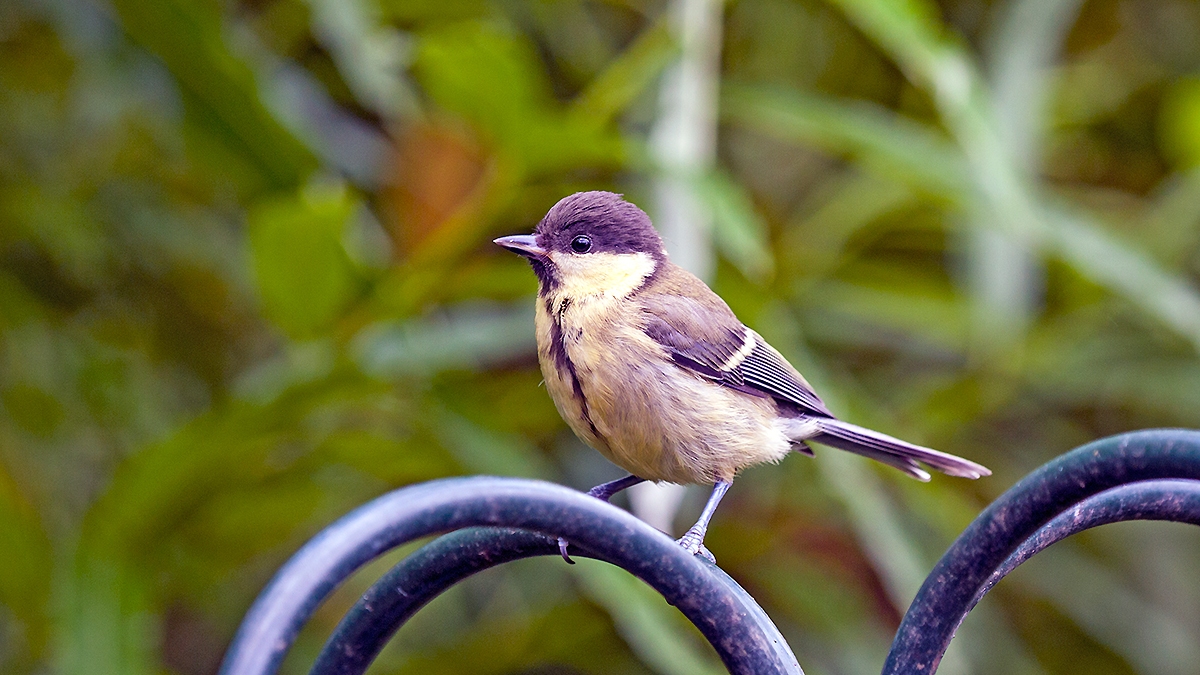 Great Tit [Parus major newtoni]