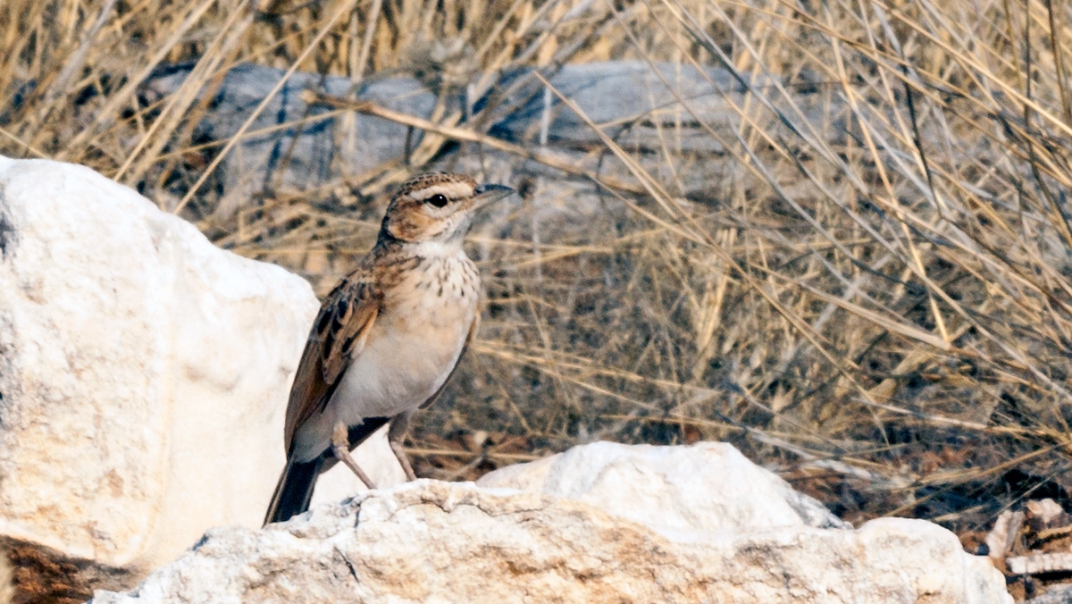Sabota Lark [Calendulauda sabota bradfieldi]
