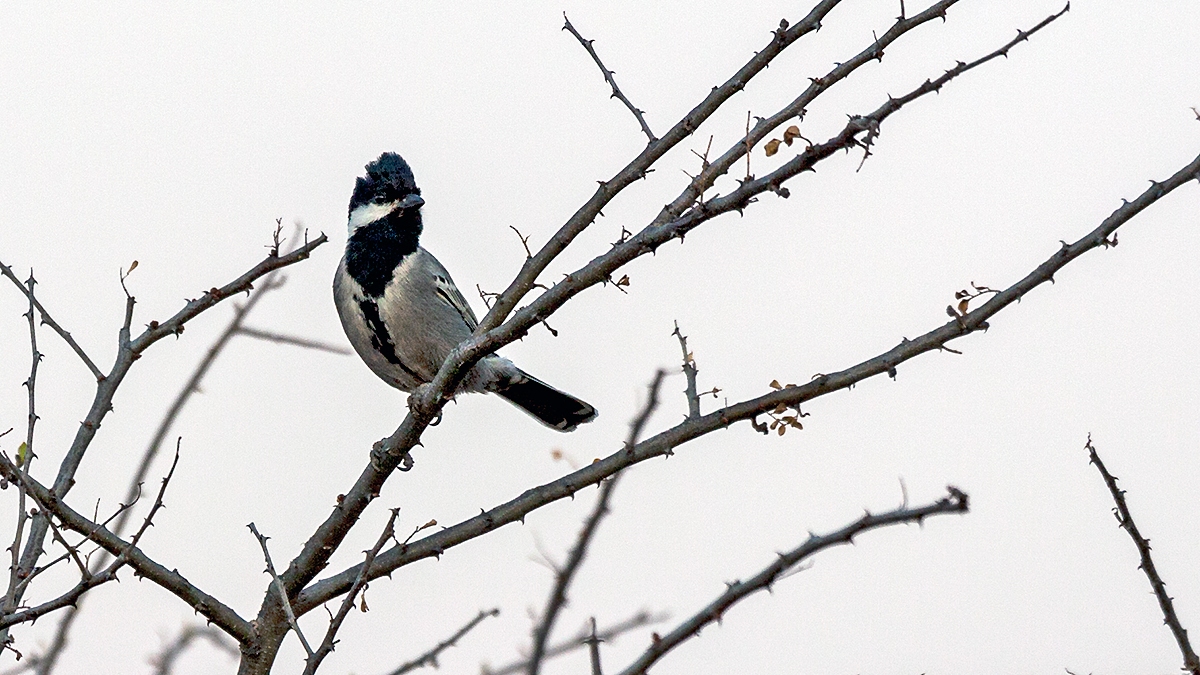 Ashy Tit [Melaniparus cinerascens]