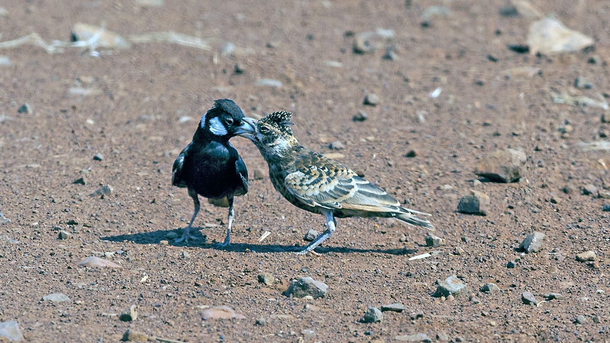 Chestnut-backed Sparrow-Lark [Eremopterix leucotis smithi]