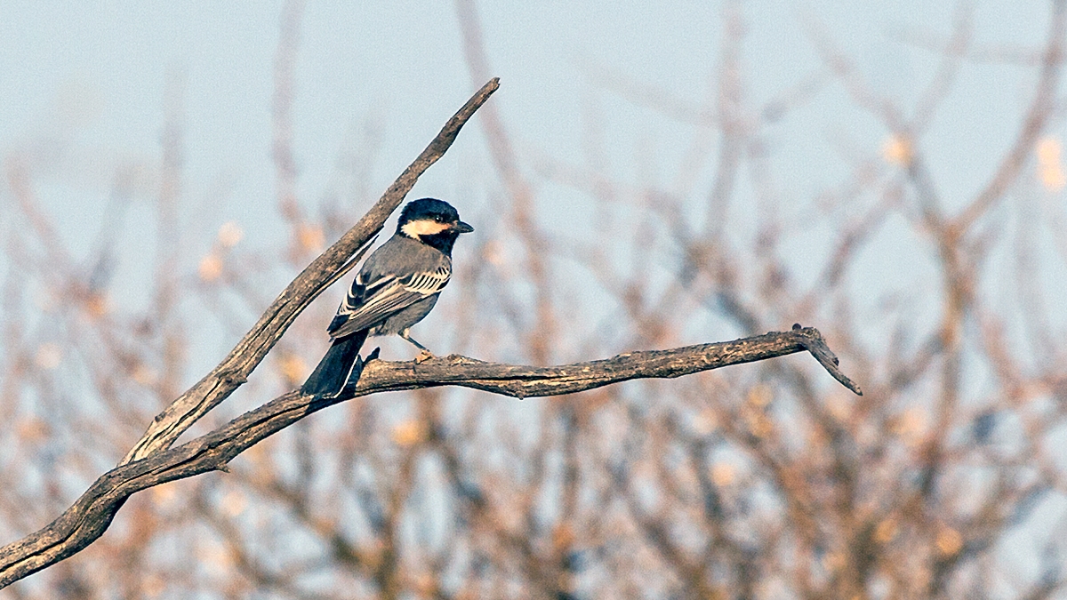 Ashy Tit [Melaniparus cinerascens]