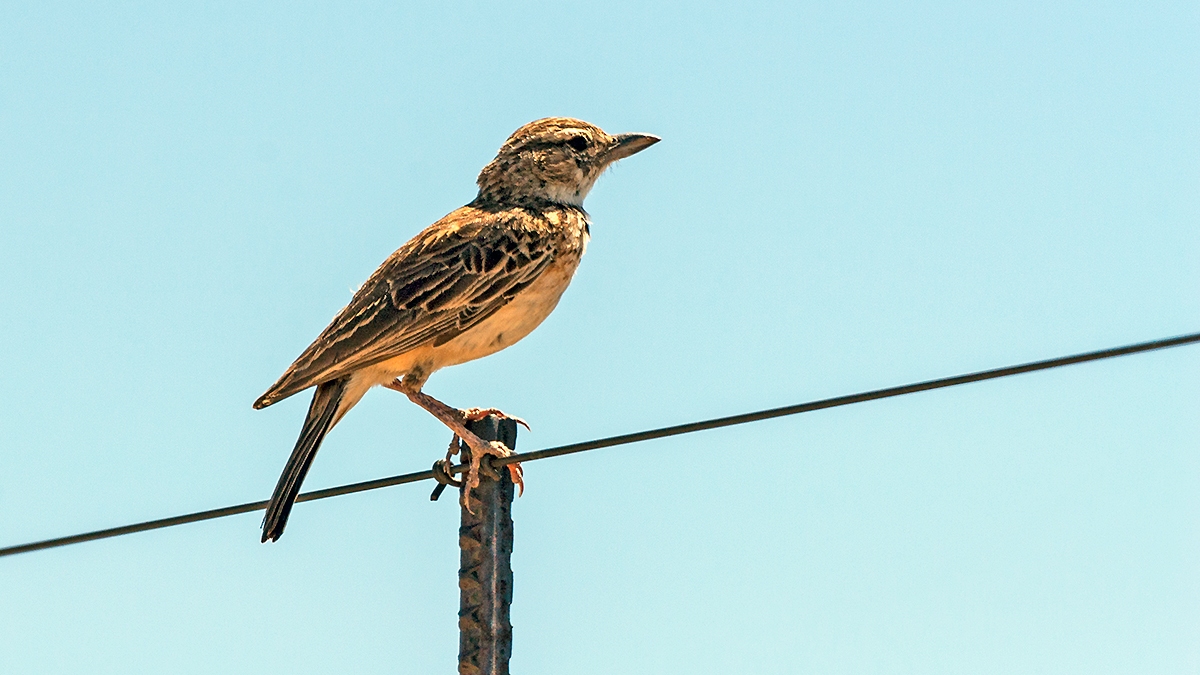 Sabota Lark [Calendulauda sabota bradfieldi]