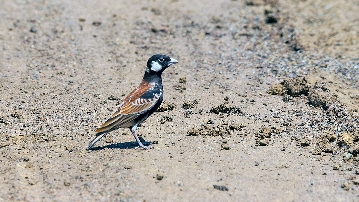Chestnut-backed Sparrow-Lark [Eremopterix leucotis smithi]