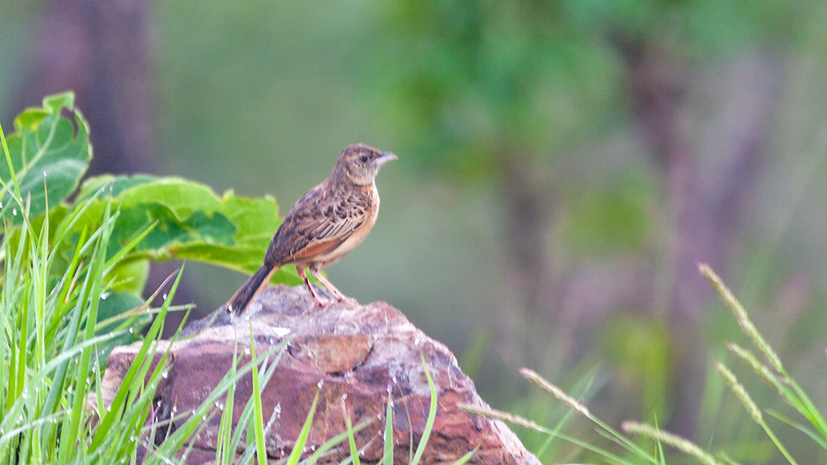 Flappet Lark [Amirafra rufocinnamomea fischeri]