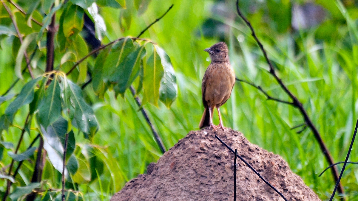 Flappet Lark [Amirafra rufocinnamomea fischeri]