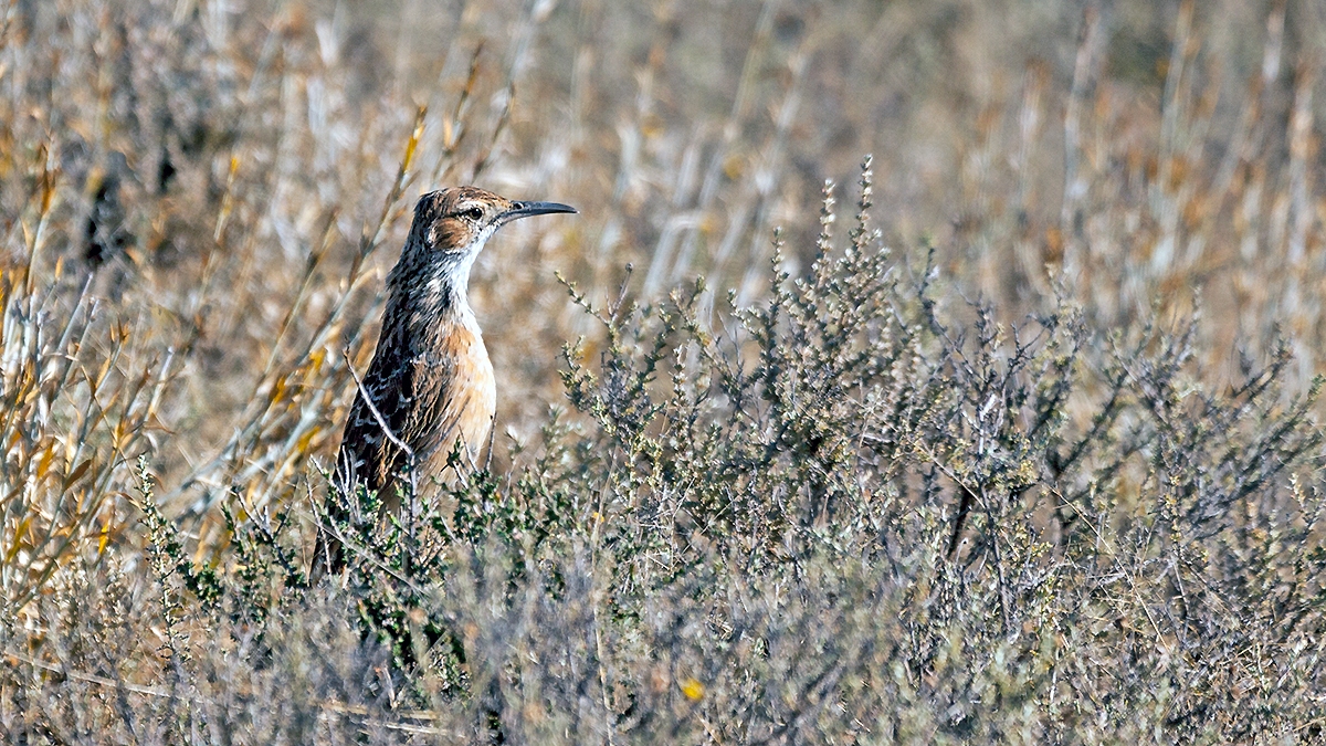 Spike-heeled Lark [Chersomanes albofasciata albofasciata]