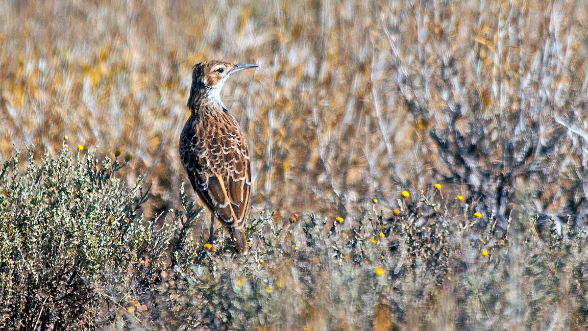 Spike-heeled Lark [Chersomanes albofasciata albofasciata]