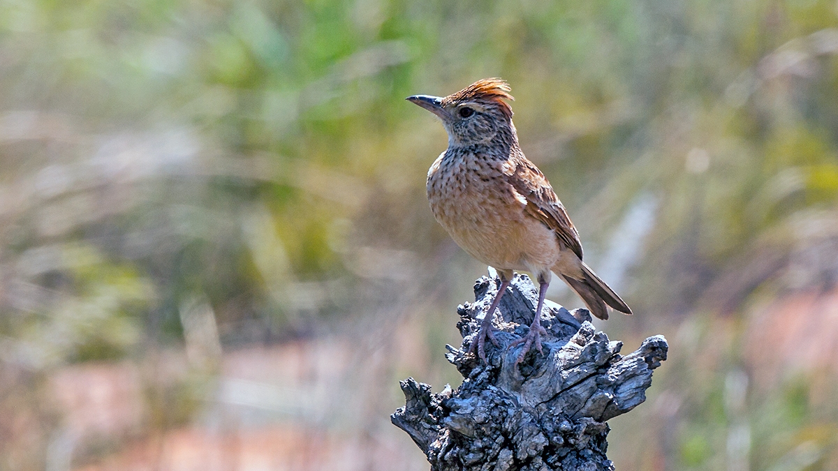 Rufous-naped Lark [Corypha africana transvaalensis]