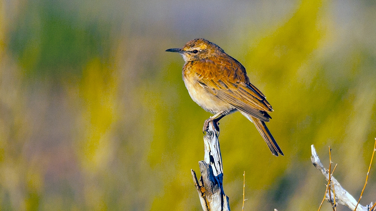 Karoo Long-billed Lark [Certhilauda subcoronata subcoronata]