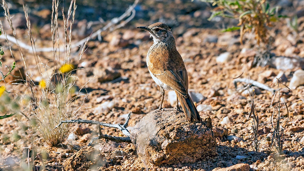 Karoo Long-billed Lark [Certhilauda subcoronata subcoronata]