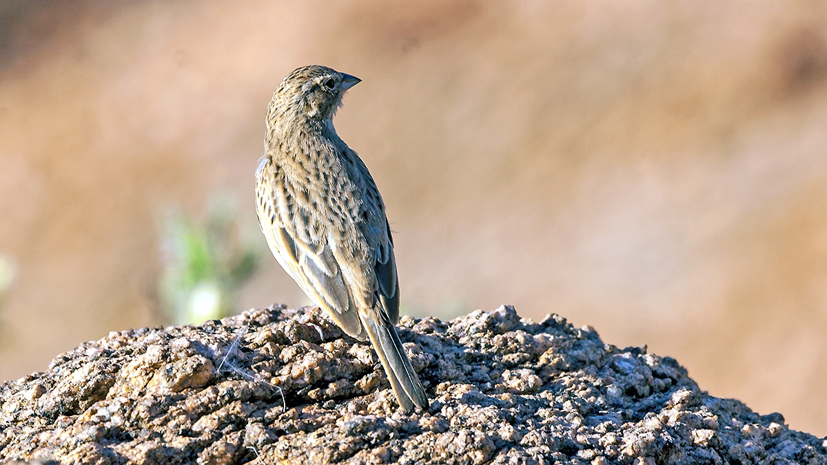 Grey-backed Sparrow-Lark [Eremopterix verticalis verticalis]