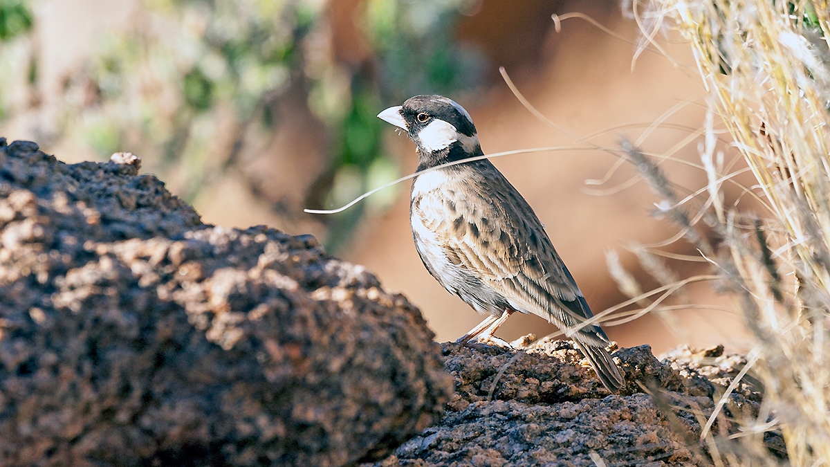Grey-backed Sparrow-Lark [Eremopterix verticalis verticalis]